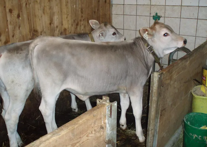 Lechlihof Guest house Ischgl