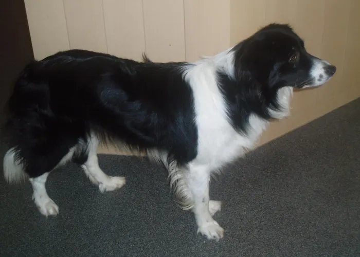 Affittacamere Lechlihof